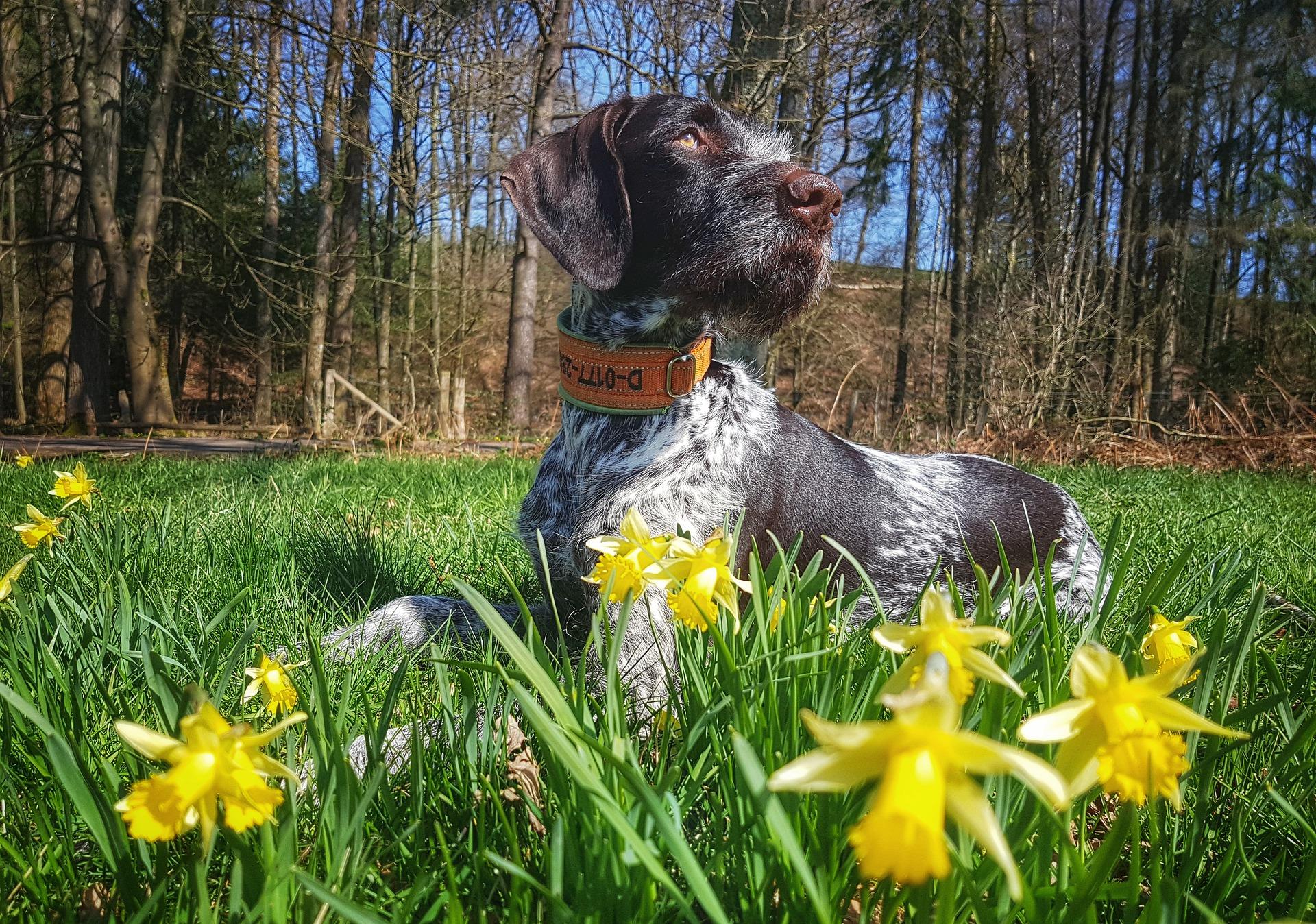 dog hike