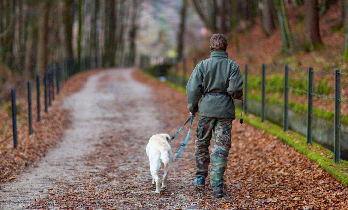 hike with dog