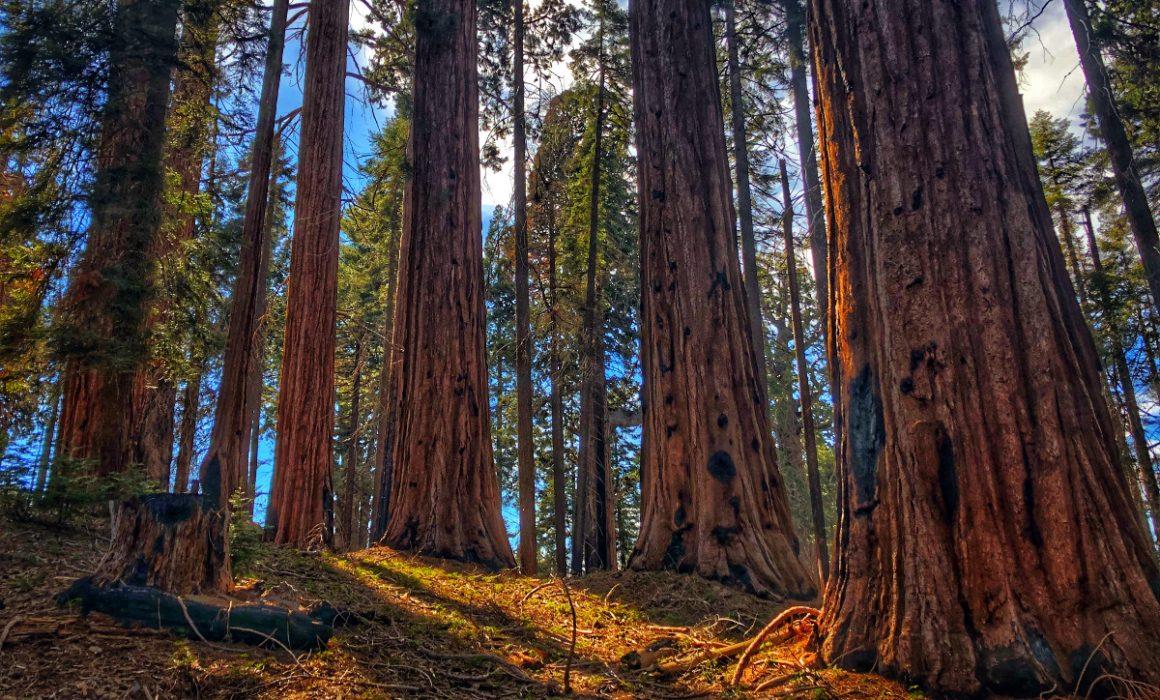 Redwood trees