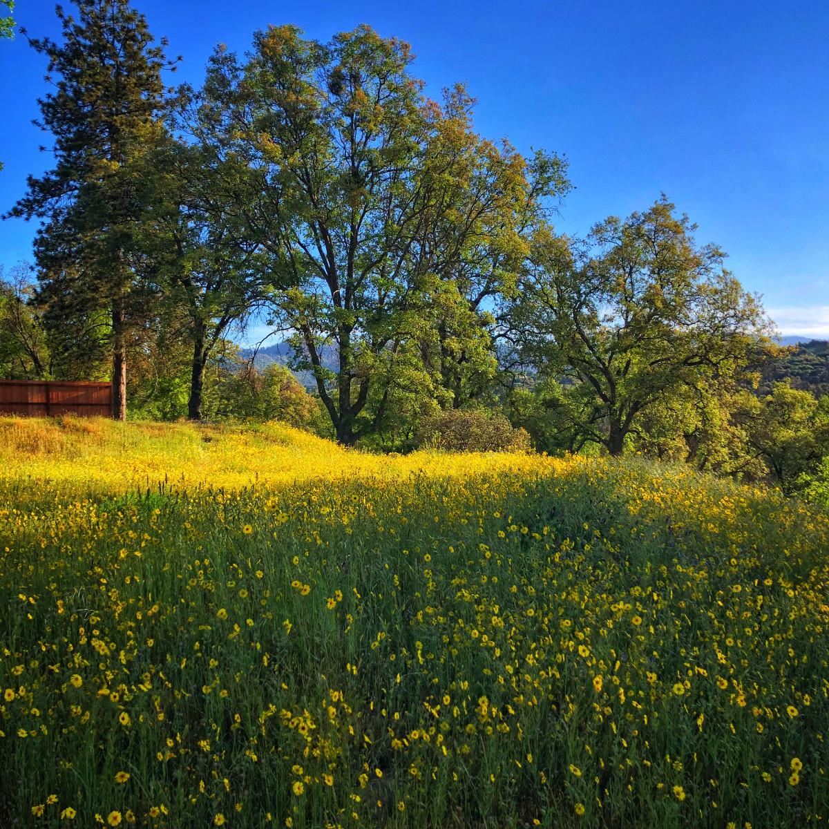 Field