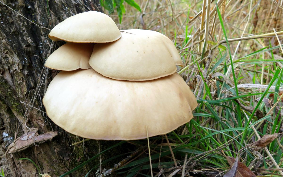 Mushroom