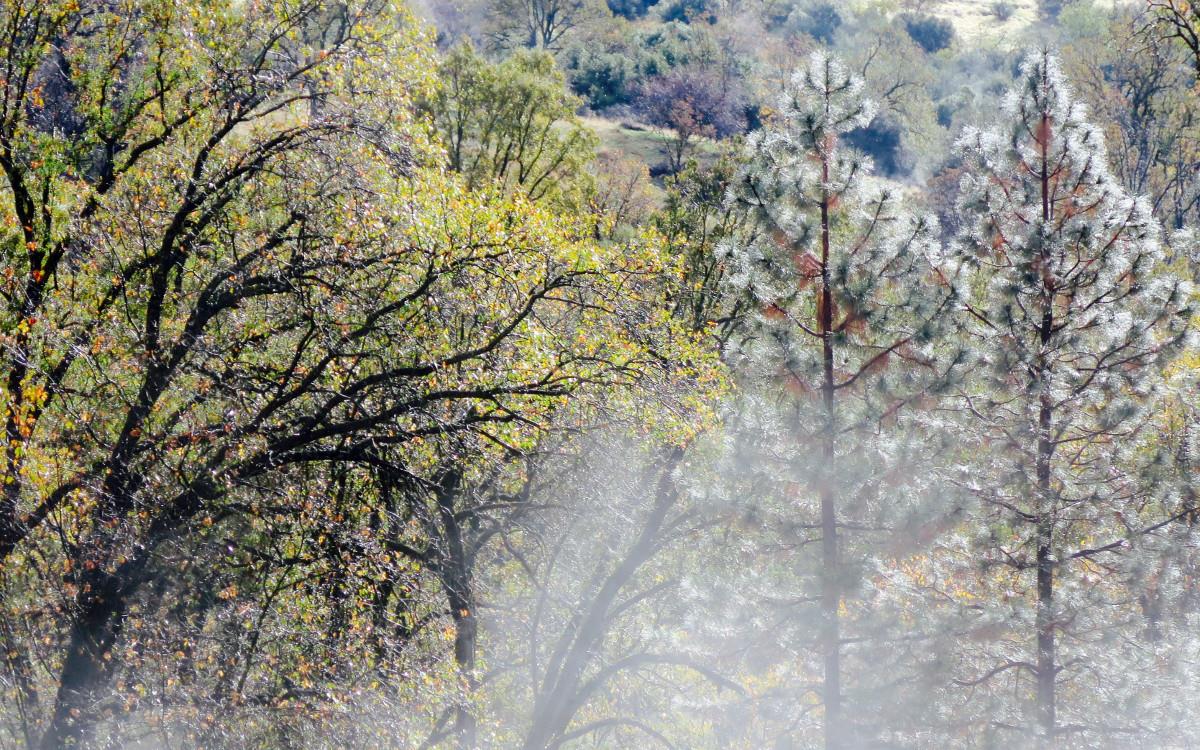 Trees