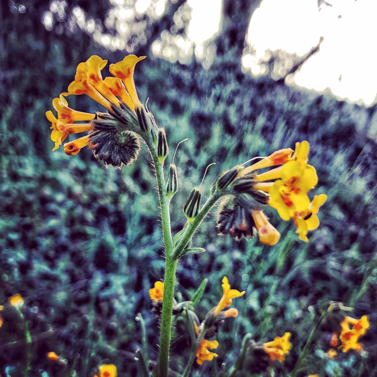 Flower